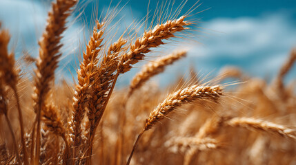 Close up of golden wheat stalks against a blue sky with scattered white clouds