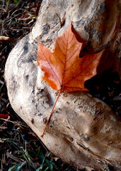 Maple leaf on tree root