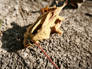 Dry leaves fall on the rough textured ground, the sunlight is quite harsh