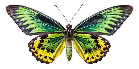 A vibrant male golden birdwing butterfly troides rhadamantus with striking green and yellow wings, showcasing intricate patterns and a black body, isolated on a transparent background