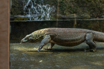 A Komodo dragon from Papua is active in a zoo in Lombok, Indonesia in the morning.
