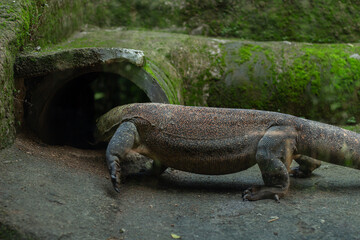A Komodo dragon from Papua is active in a zoo in Lombok, Indonesia in the morning.