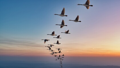 Obraz premium Flock of Canada Geese Flying at Sunset