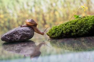 A Snail's Deliberate Journey Towards a Mossy Haven