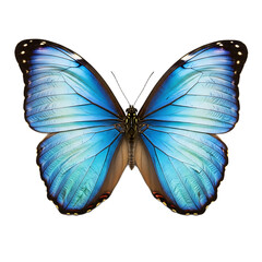 Obraz premium A vibrant blue butterfly with intricate wing patterns isolated on a black background image capture