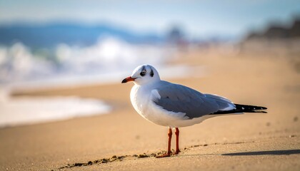 Seagull stands on tan sand beach near ocean waves under blurred sky in sunlit day