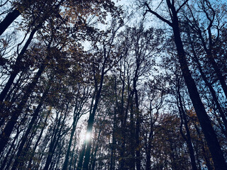 foret