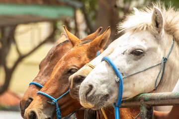 several horses at the horse trading market