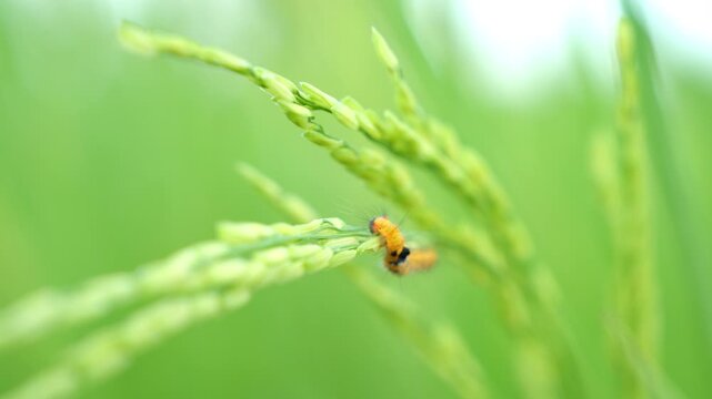 Green rice panicles that are sprouting and have pests