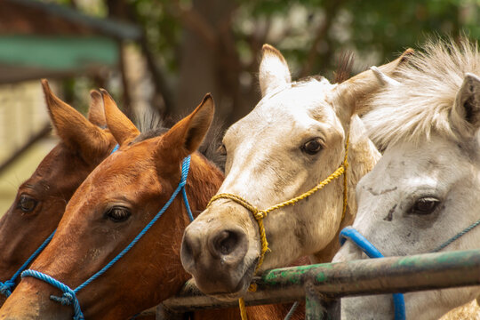several horses at the horse trading market