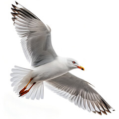 Obraz premium a seagull in mid-flight. showcasing its wings spread wide and feathers detailed against a white background the bird's sharp gaze and distinctive beak highlight its natural beauty. emphasizing its role