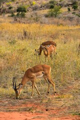 African impalas in Tsavo East National Park