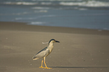 Black-crowned Night Heron (Nycticorax nycticorax) on the beach