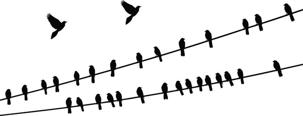 Bird, Silhouette, Vector, Animal, Black, White, Flying, Perched, Power, Line, Outline, Icon, Graphic, Design, Illustration
