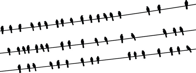 Bird, Silhouette, Vector, Animal, Black, White, Flying, Perched, Power, Line, Outline, Icon, Graphic, Design, Illustration