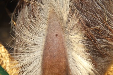 Unexpected tick attachment on a goat tail, highlighting how parasites infest unusual body areas. Useful in veterinary medicine to explain ectoparasite behavior and zoonotic disease transmission.