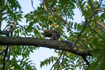 A squirrel feeding on a large nut