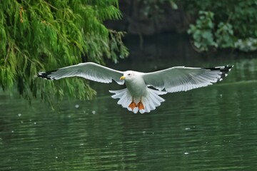 black headed gull in flight
