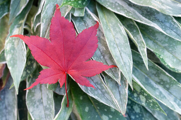 Japanese Red Maple Leaf lays on Top of Long Leaved Lungwort Plant