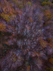 Aerial view from a drone of the mountain and forest landscape in autumn in the Collados del Asón Natural Park. Cantabria. Spain. Europe