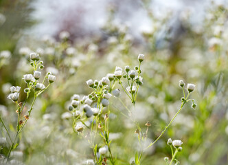 Sommerliches Blumenmeer mit weißen Blüten