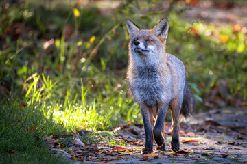 A beautiful young red fox (Vulpes vulpes) uses the sense of smell to find a prey. Isonzo river mouth nature reserve, Isola della Cona, Staranzano, Gorizia province, Friuli Venezia Giulia, Italy.