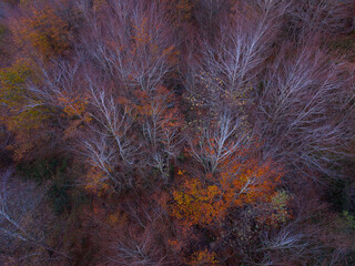 Aerial view from a drone of the mountain and forest landscape in autumn in the Collados del Asón Natural Park. Cantabria. Spain. Europe