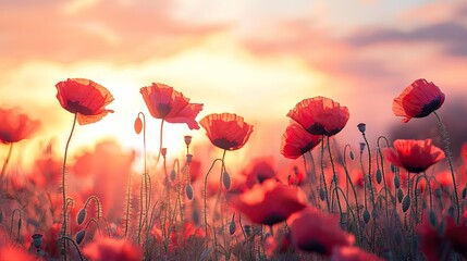 Obraz premium Field of poppies in the foreground with vibrant red blossoms against a pastel sunrise sky, creating a romantic and tranquil scene