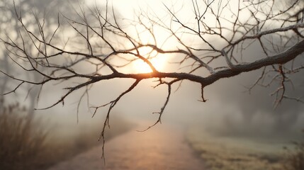 Obraz premium Sunrise Through Bare Winter Tree Branches