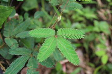 leaves of Mimosa pudica also known sensitive plant,sleepy grass,sleepy plant,action plant, humble plant, touch-me-not, touch-and-die, or shameplant.plant showing compound leaves,for botanical study