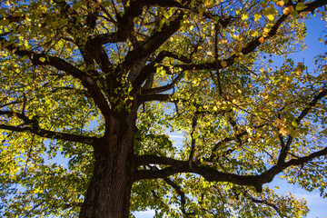 Looking up at the interplay of light and shadow on the tree canopy creates a beautiful scene.