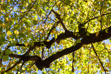 Looking up at the interplay of light and shadow on the tree canopy creates a beautiful scene.