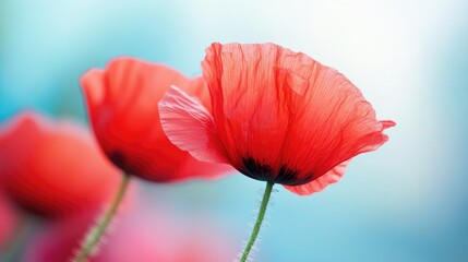Obraz premium Macro shot of poppy petals in sharp detail with sky blurred softly in the background, emphasizing color contrast and natural elegance