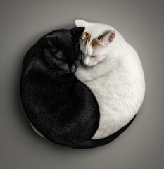 Yin and yang cats