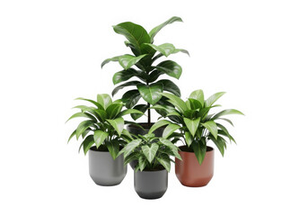 Collection of various green potted houseplants for modern decor