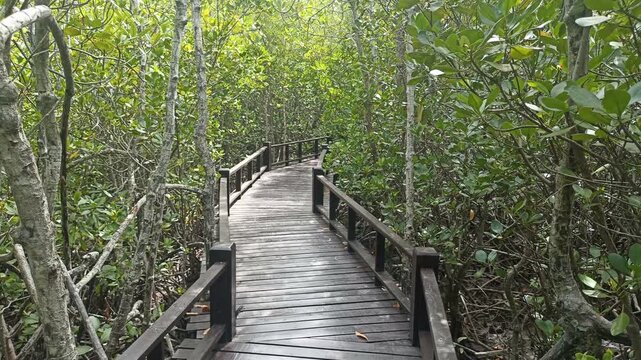 wooden pathway walkway in mangrove tree forest in Thailand