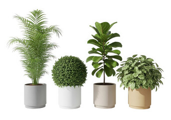 Diverse collection of four popular potted indoor house plants