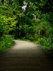 Obraz premium a boardwalk path on a nature trail at a michigan state park leading to the unknown