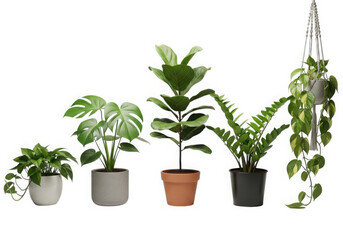 Collection of diverse indoor houseplants in pots, isolated.