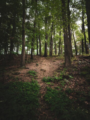 Fototapeta premium in the middle of the woods with trees, grass, and soil