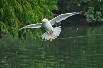 seagull flying over the water