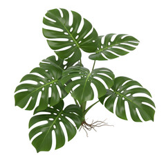 Vibrant green monstera deliciosa plant with iconic split leaves transparent background