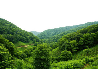 Lush green forest hills, winding path, bright tranquil nature