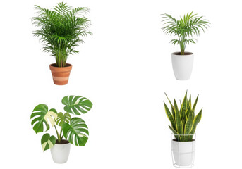 Collection of diverse indoor houseplants in pots, green foliage