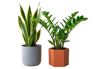 Stylish snake plant and zz plant on white for interior design