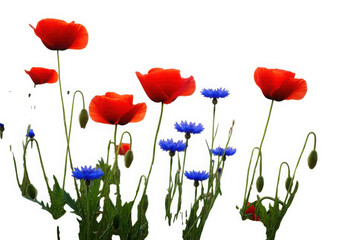 Red poppies and blue cornflowers isolated on clean white backdrop.