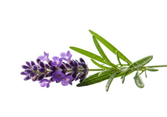 Fresh lavender sprig with purple flowers and green leaves isolated
