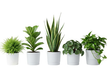 A diverse collection of popular houseplants in white pots for home decor.