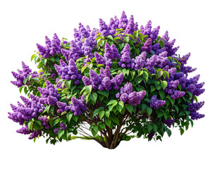 Fototapeta premium Syringa Vulgaris Lilac Bush with Purple Yankee Doodle Blooms isolated on transparent background PNG