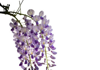 Graceful purple wisteria flowers isolated on clean white backdrop.